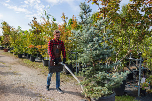 Mulching Services in Salamanca, NY